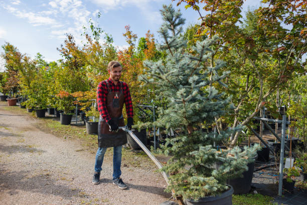 Tree Removal for Businesses in Lakeland South, WA